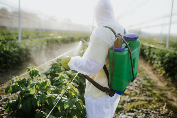 Best Termite Control Services  in Edgewood, FL